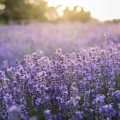 Arte regal geurkaarsen - 6x - lavendel geur - paars - 8 branduren