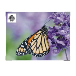 Art for the Home Buitencanvas Vlinder 70x50cm
