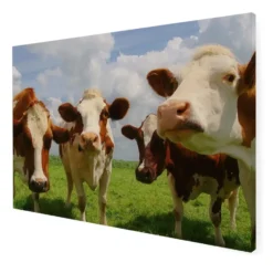 Art for the Home Buitencanvas Koeien 70x50cm