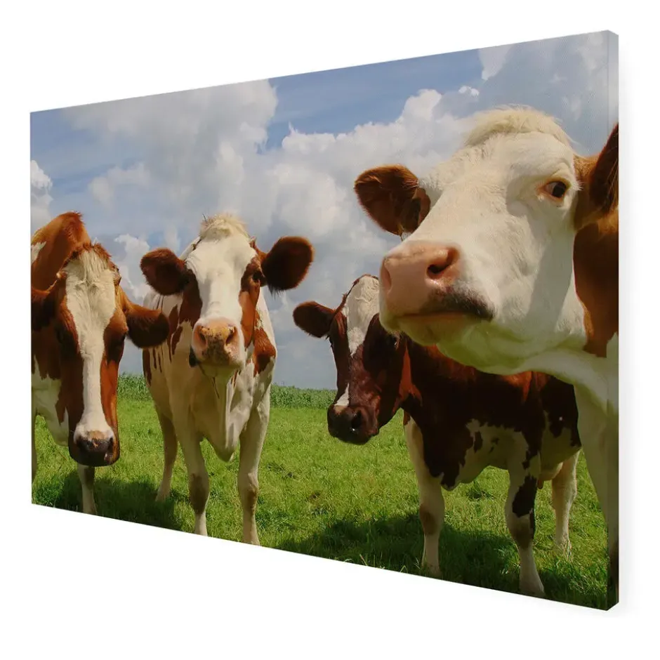 Art for the Home Buitencanvas Koeien 70x50cm