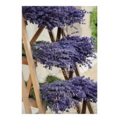 Art for the Home Buitencanvas Gedroogde Lavendel 70x50cm