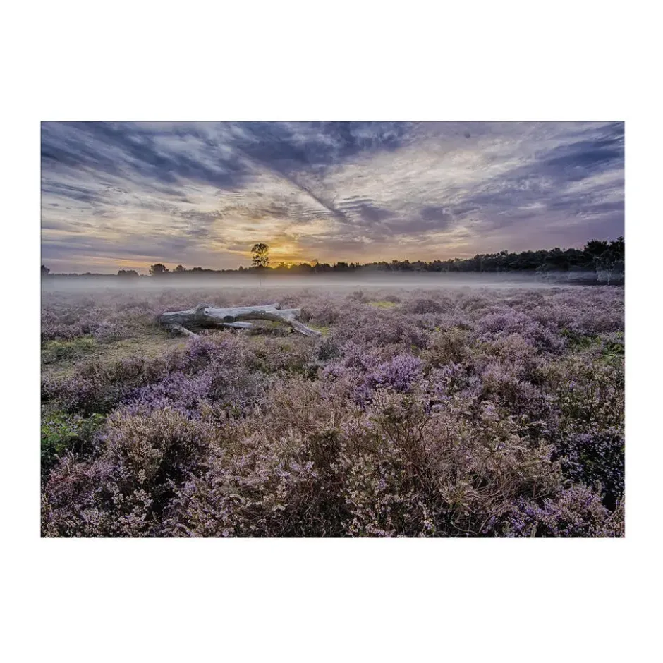 Art for the Home Lavendelveld Buitencanvas 50x70 cm