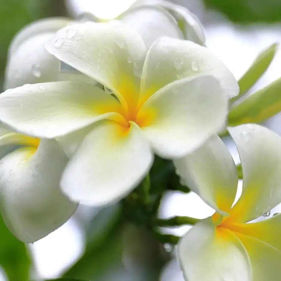 Atmosphera Geurtheelichtjes - 10x stuks - Tiare Sensueel Tropical
