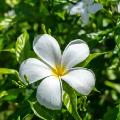 Atmosphera Geurtheelichtjes - 10x stuks - Tiare Sensueel Tropical