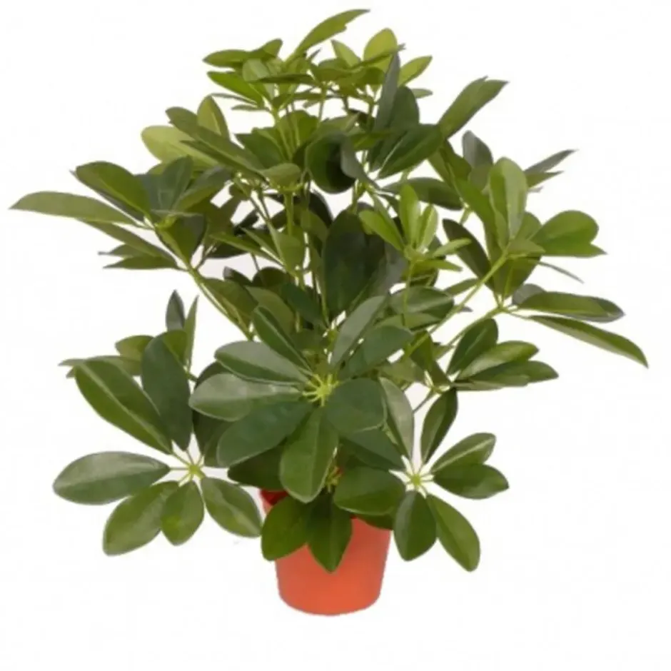 Bellatio flowers & plants Kunstplant - Schefflera - groen - 55 cm