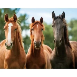 Cornelissen Placemat - drie paarden - 3D - 30 x 40 cm