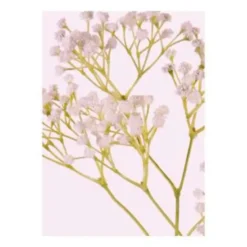 Kunstbloem - gipskruid gypsophila - takken - wit - 58 cm