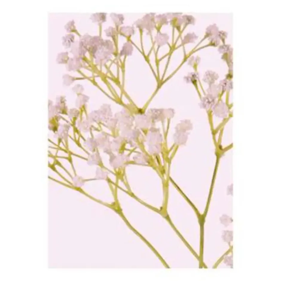 Kunstbloem - gipskruid gypsophila - takken - wit - 58 cm