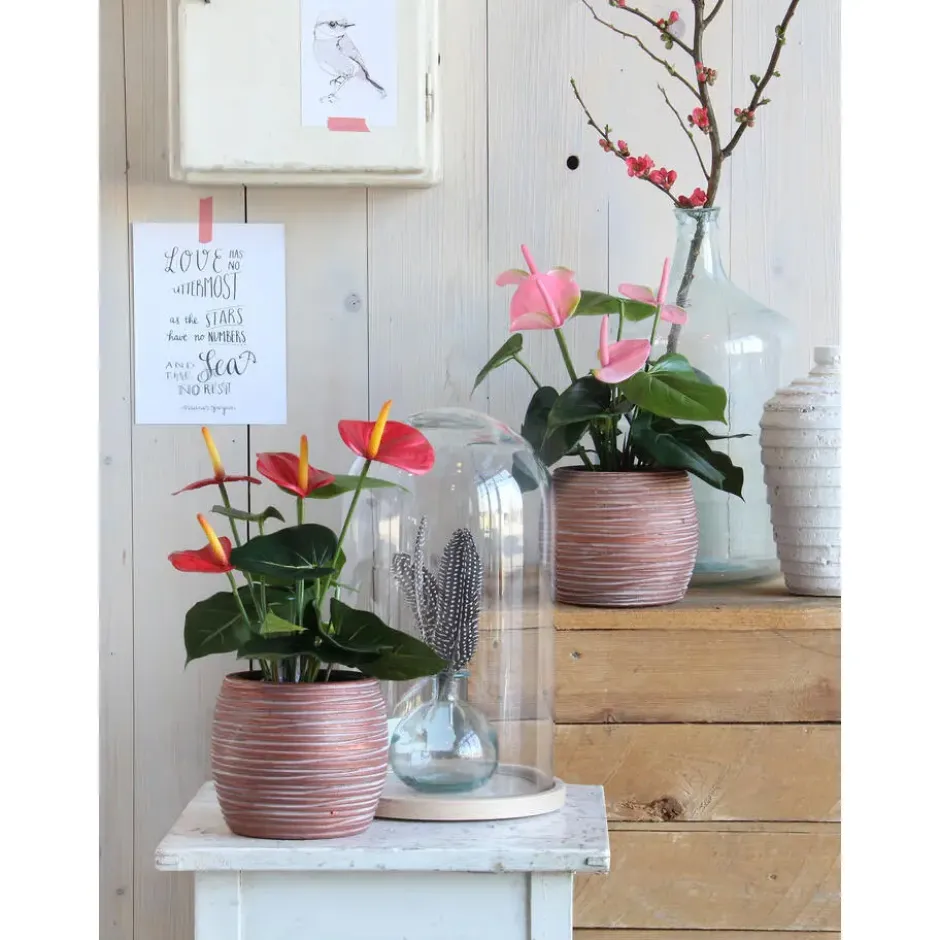 Kunstplant Anthurium - rood - in grijze pot - 40 cm