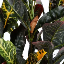 Mica Decorations Croton Kunstplant Bont