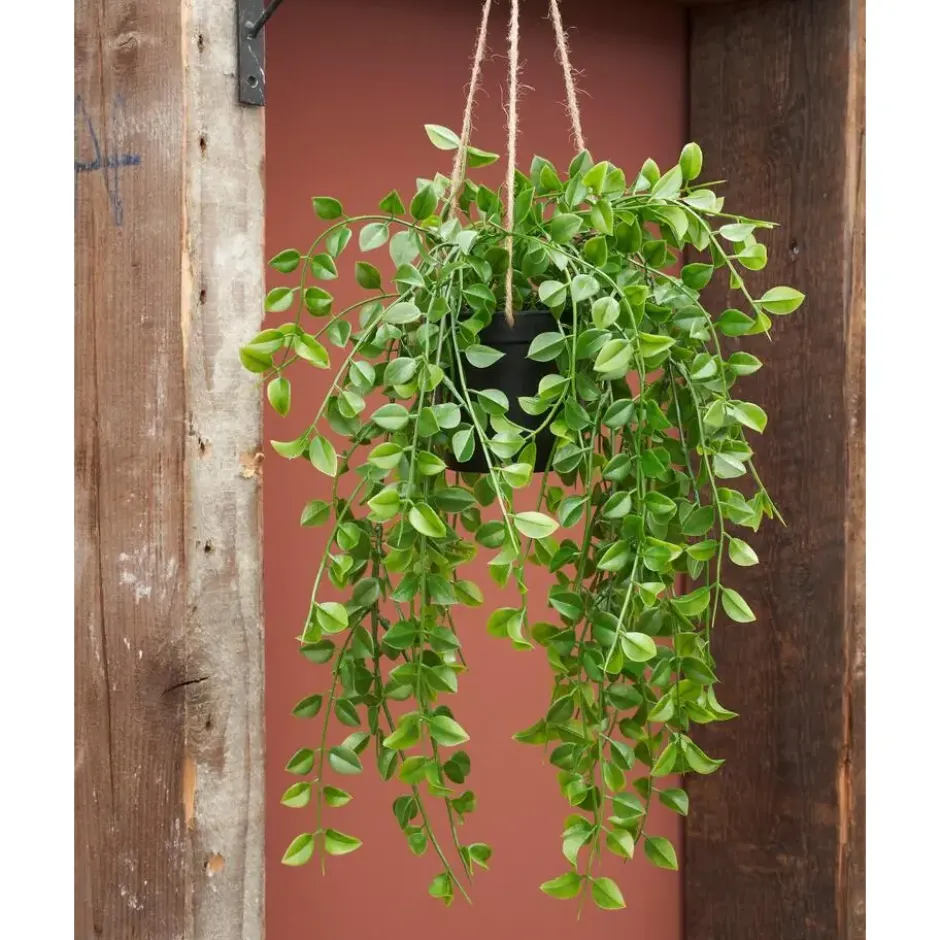 Mica Decorations Ficus Kunst Hangplant - H81 cm - Groen
