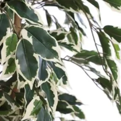 Mica Decorations Ficus Kunstplant - H110 x Ø60 cm - Bont