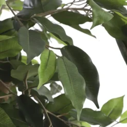 Mica Decorations Ficus Kunstplant - H135 x Ø75 cm - groen