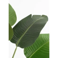 Mica Decorations Kunstplant Bananenboom - H120 x Ø30 - Groen