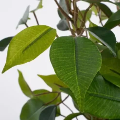Mica Decorations Kunstplant Ficus - groen - 40 cm - voor binnen