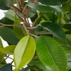 Mica Decorations Kunstplant Ficus - groen - 40 cm - voor binnen