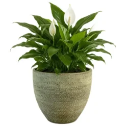 Ter Steege Plantenpot/bloempot Lava Stone - groen - D36 x H32 cm
