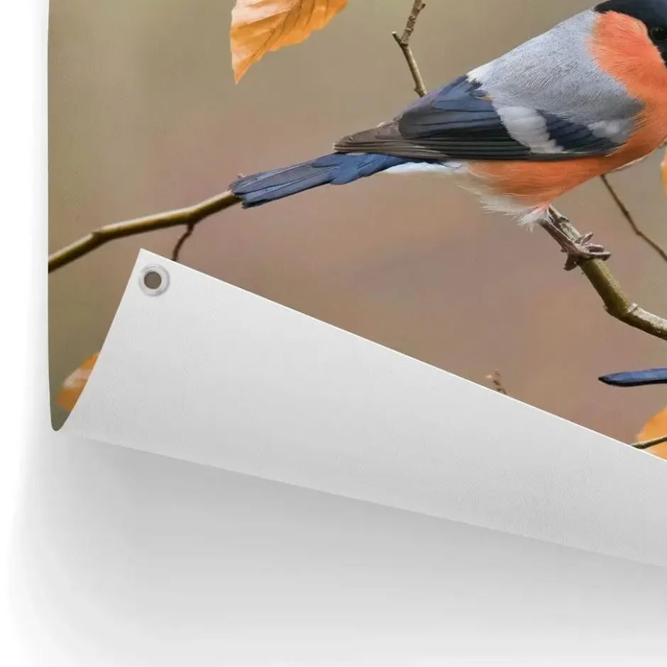 Tuinposter Goudvink - 60 x 80 - Oranje