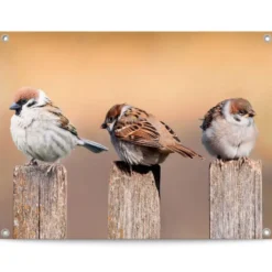 Tuinposter Vogels - 60 x 80 - Beige