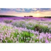 Tuinposter 120x80 cm Bloemen - Lavendel - Paars - Lucht - Zonsondergang - Weide