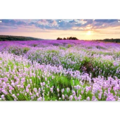 Tuinposter 120x80 cm Bloemen - Lavendel - Paars - Lucht - Zonsondergang - Weide