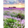 Tuinposter 120x160 cm Bloemen - Lavendel - Paars - Lucht - Zonsondergang - Weide