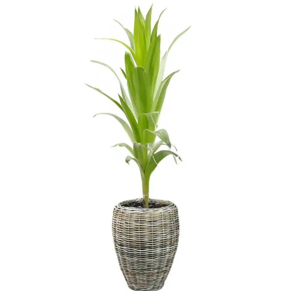 V/d Leeden Planten/bloemen mand - rotan - riet - D48 x H62 cm